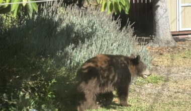 What to do when you have a wildlife encounter? It has become a common question.