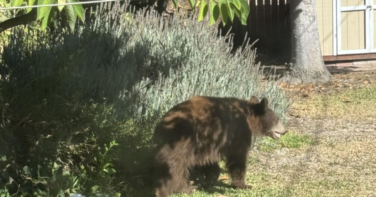 What to do when you have a wildlife encounter? It has become a common question.