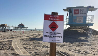 'Aggressive' great white shark closes Huntington Beach