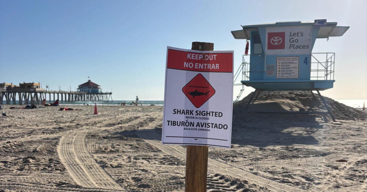 'Aggressive' great white shark closes Huntington Beach