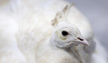 Pasadena white peacock, beaten by a mail carrier, is relocated