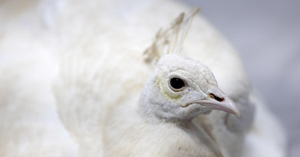 Pasadena white peacock, beaten by a mail carrier, is relocated