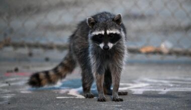 First rabid raccoon case in L.A. County in more than 50 years sparks warning