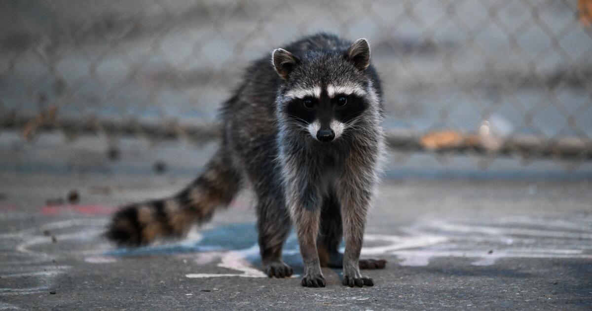 First rabid raccoon case in L.A. County in more than 50 years sparks warning