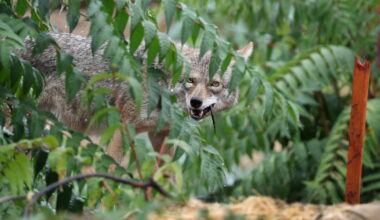 Coyote euthanized after attack on child in Atwater Village