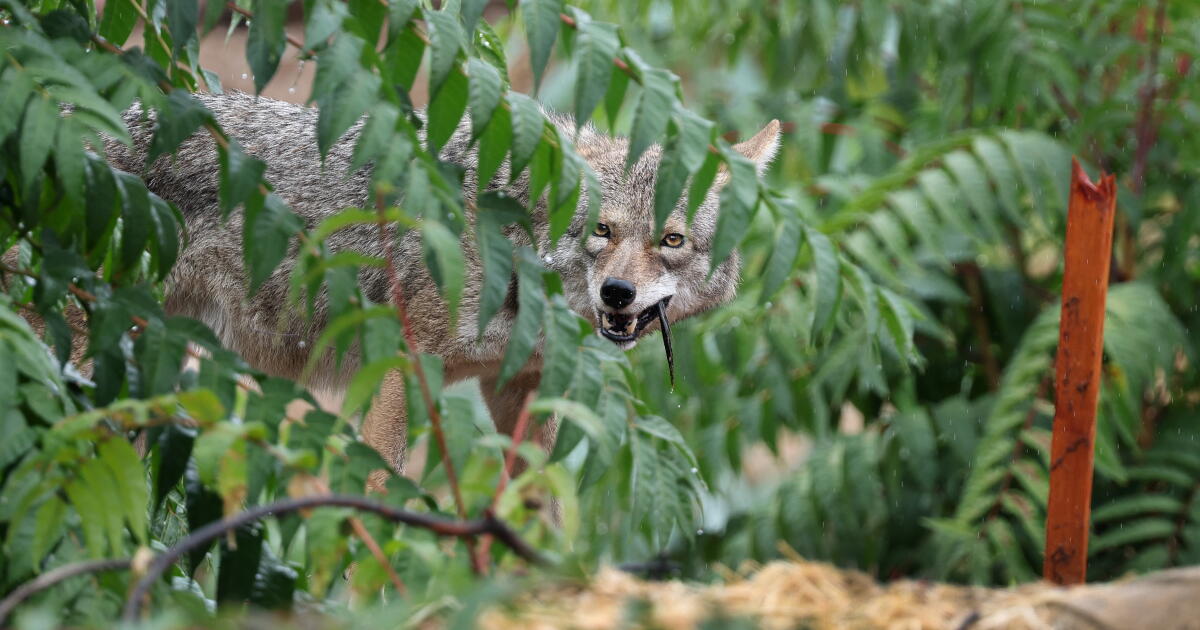 Coyote euthanized after attack on child in Atwater Village