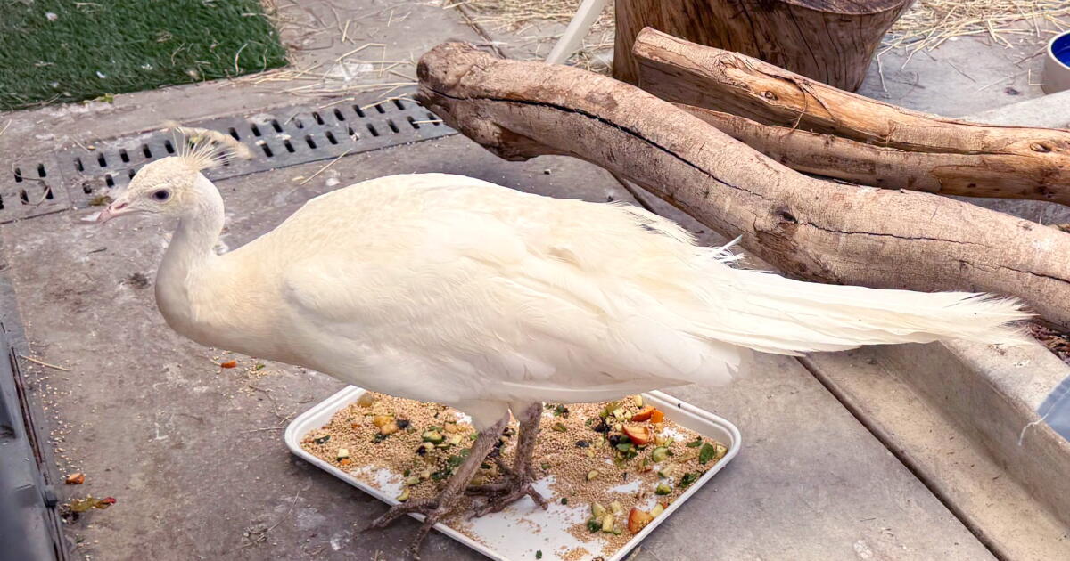 Postal worker charged with beating Sugar, the Pasadena white peacock