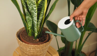 The pandemic plant craze has cooled, but Americans aren’t giving up on greenery