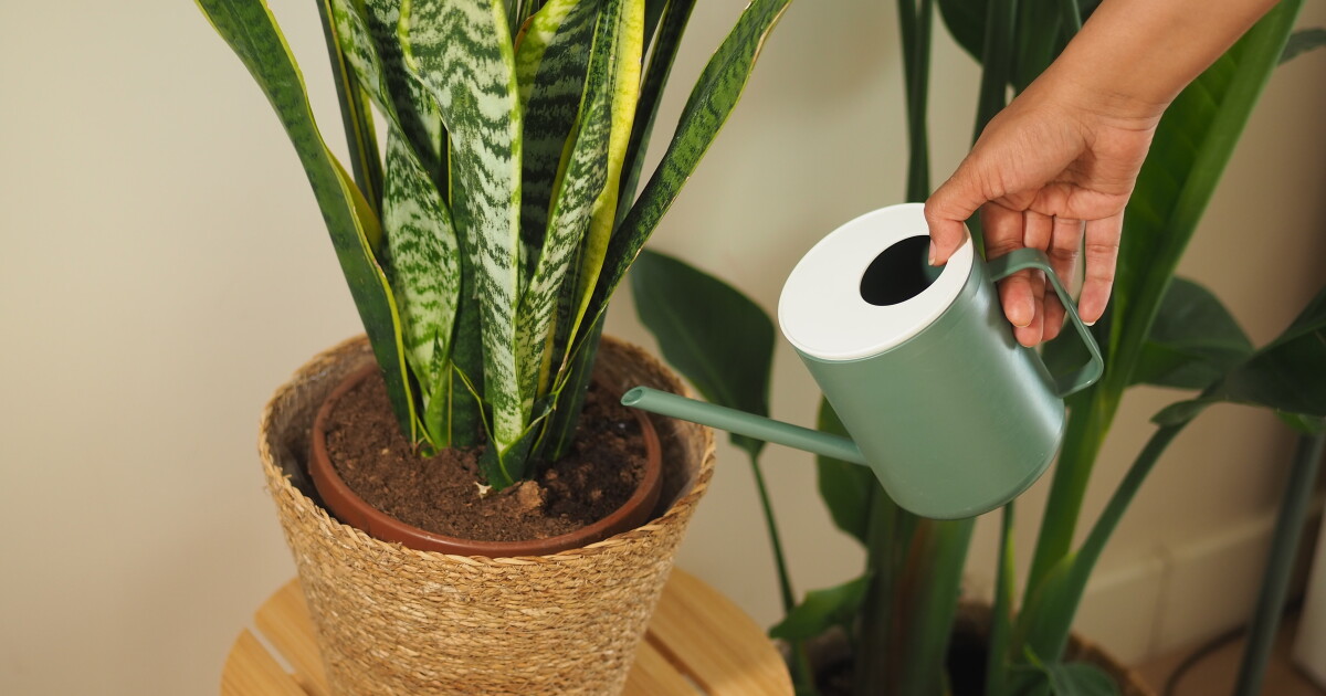 The pandemic plant craze has cooled, but Americans aren’t giving up on greenery