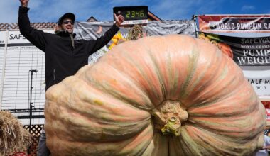 Giant pumpkins battle for heavyweight glory and the world record in California