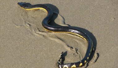 This Super El Niño Is Drawing Exotic Species to the California Coast