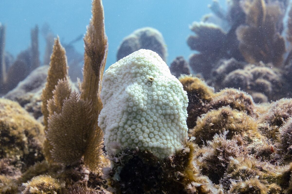 Florida Corals Near Extinction From Heat Shock