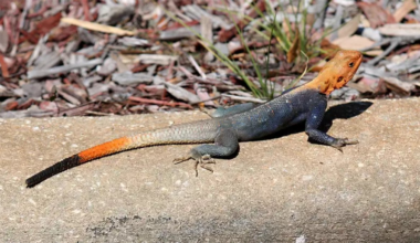 Peter’s rock agama lizard could pose public health risk to Florida – NBC 6 South Florida
