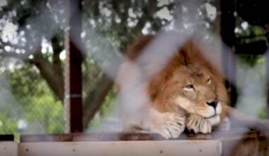 Purr-adise found 🦁🐯