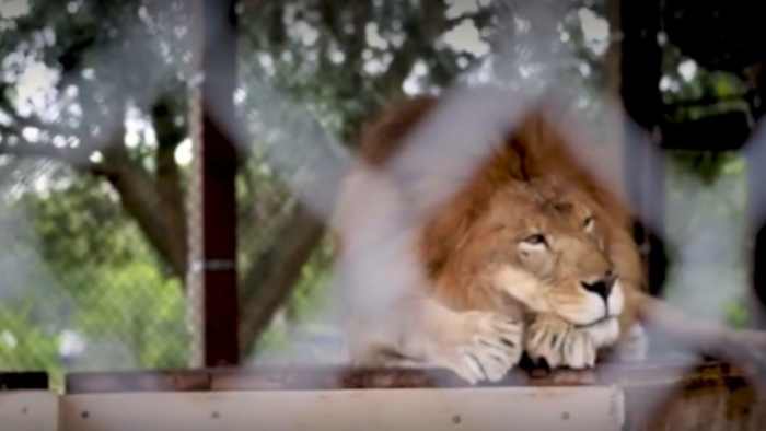 Purr-adise found 🦁🐯