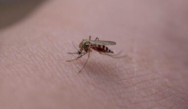 Florida’s most pesky insect found in Iceland for 1st time in history. Here’s why this matters