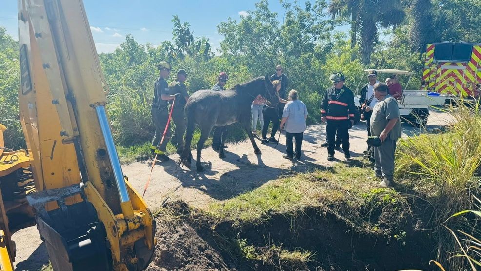 {p}Photos taken during the rescue shows the tough spot the horse was in.{ }{/p}