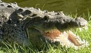 Large crocodile seen with dog in its mouth captured by Florida wildlife officials
