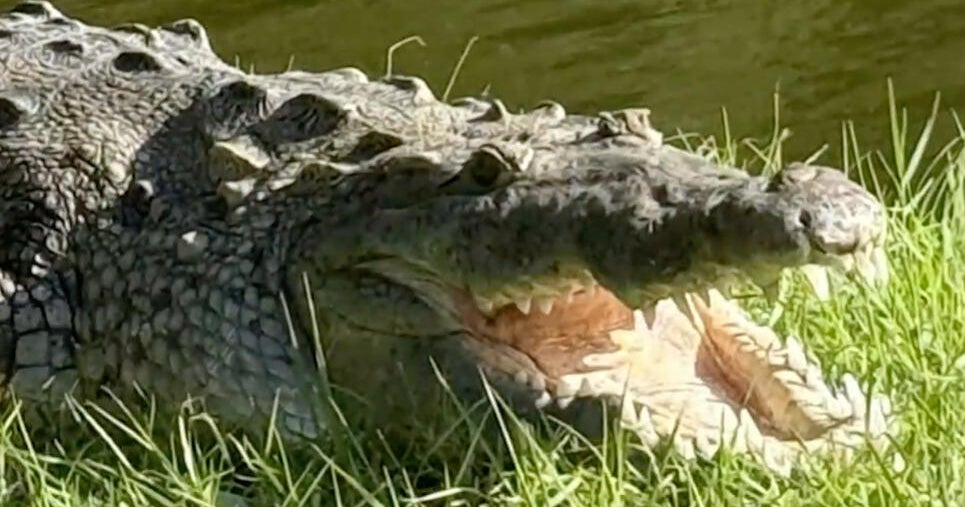 Large crocodile seen with dog in its mouth captured by Florida wildlife officials