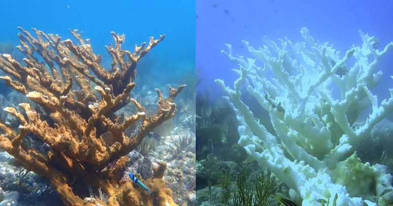 coral-side-by-side-no-labels.png
