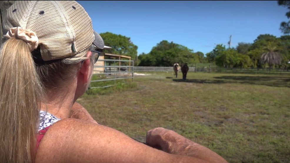 Susan Kane stands beside her horses on her property along Silver Oak Drive in the St. Lucie Gardens neighborhood of Port St. Lucie. She says the nearby 150-acre Silver Oaks development—approved and now under construction—has flooded her land and made surrounding roads nearly impassable. (WPEC)