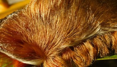 Don't pet this "furry" Florida creature — its sting can send you to the ER, wildlife experts say