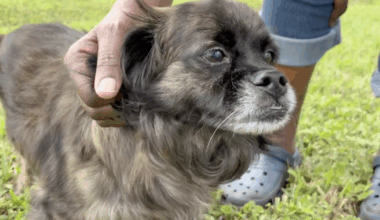 Residents say 'something has to be done' after dog hit by speeding car