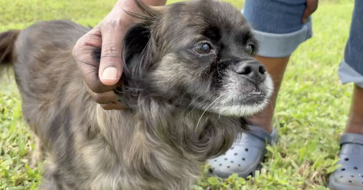 Residents say 'something has to be done' after dog hit by speeding car