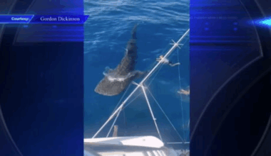 Boater spots whale shark while fishing off coast of Miami - WSVN 7News | Miami News, Weather, Sports