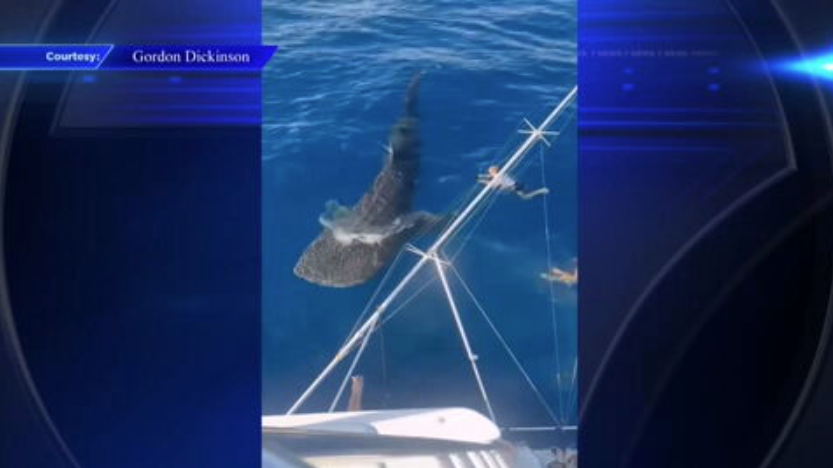 Boater spots whale shark while fishing off coast of Miami - WSVN 7News | Miami News, Weather, Sports