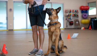 Support the Humane Society Ahead of Giving Tuesday