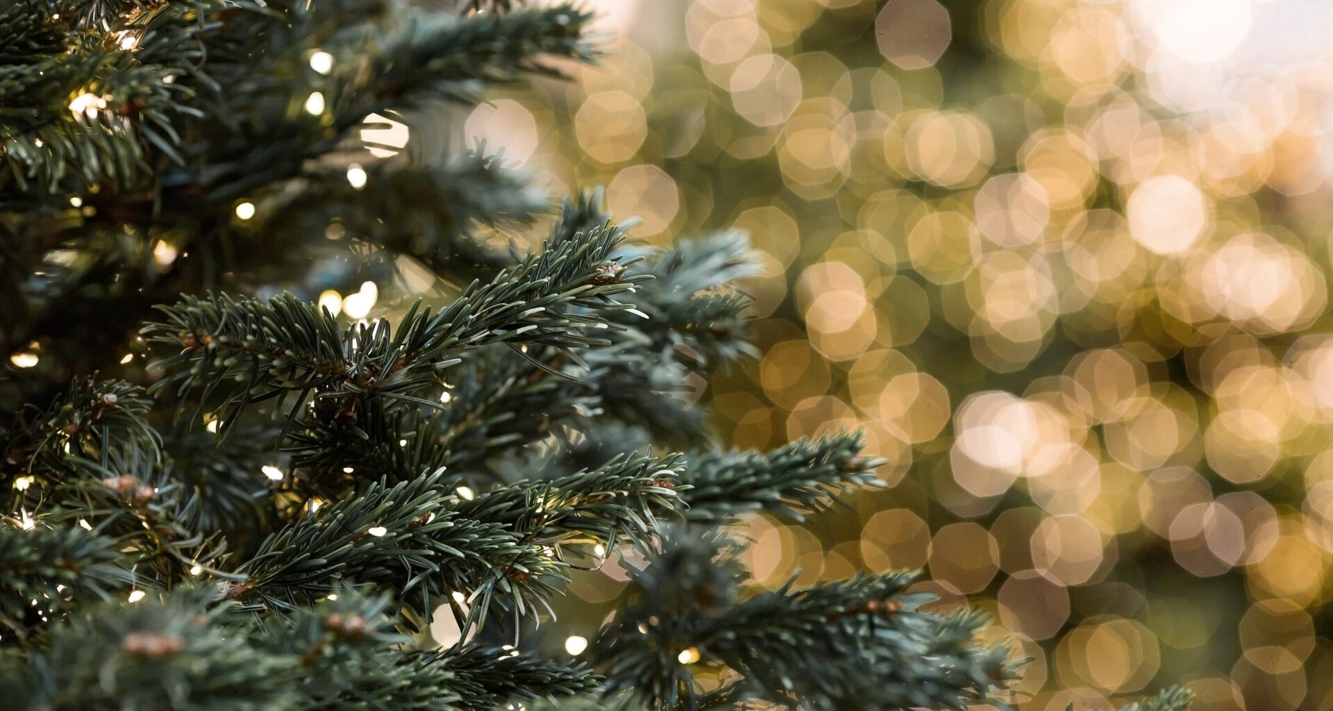 How to Get a Free Christmas Tree and Lights in Miami