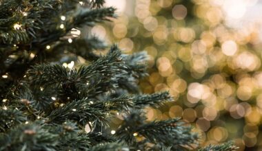 How to Get a Free Christmas Tree and Lights in Miami