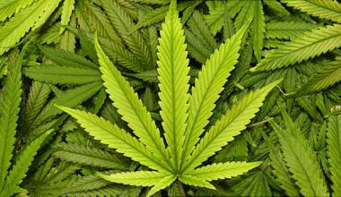 Lawsuit Accuses State of Holding Up Pot Measure