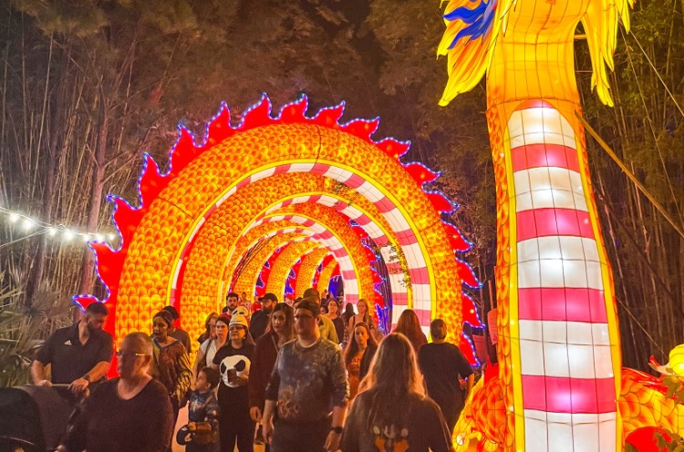 Colors of the Wild Returns to Jacksonville Zoo Select Nights November through February