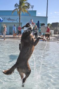 Dogs have fun at the Pooch Plunge catching balls, swimming and running about. Photo by Doreen Poreba