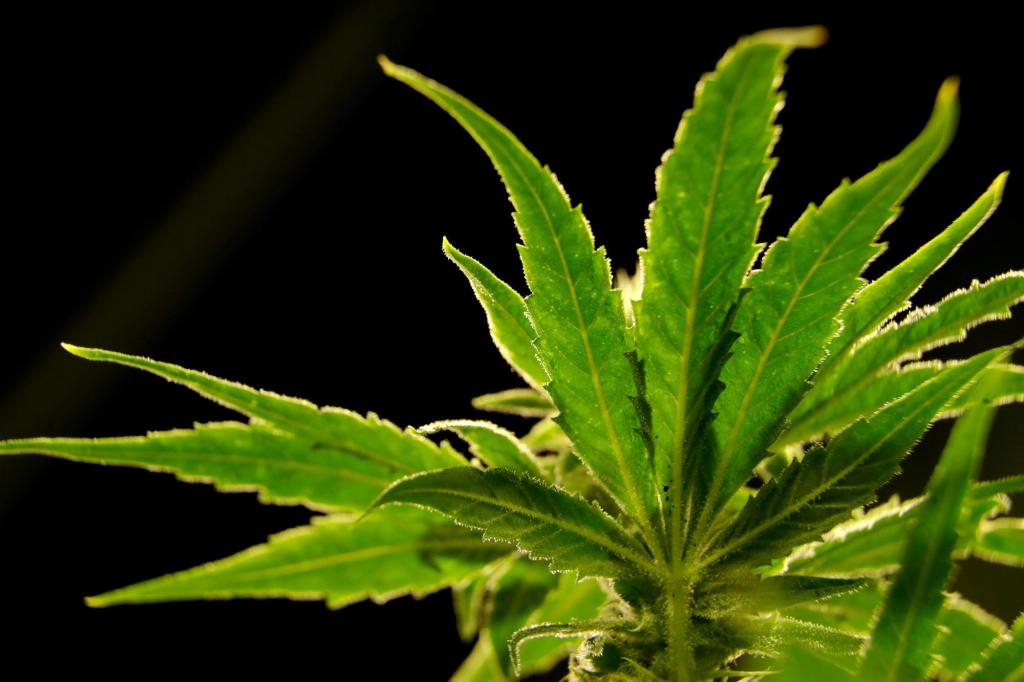 Florida judge’s ruling on marijuana petition signatures won’t be appealed – Sun Sentinel