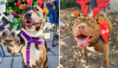 Meet Broward County Animal Care’s Pets of the Week: Missy and DJ Qualls