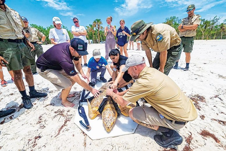 Turning conservation into an innovation economy