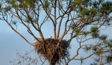 Goethe State Forest expanded with 21,600-acre land acquisition