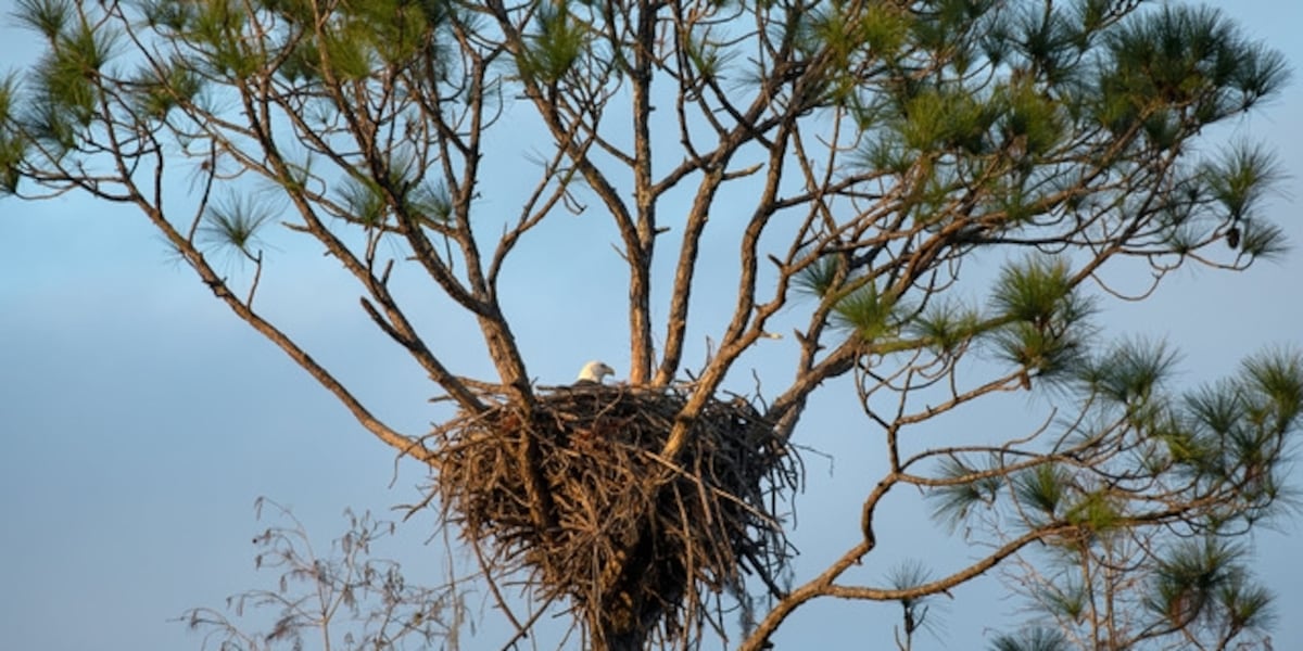 Goethe State Forest expanded with 21,600-acre land acquisition