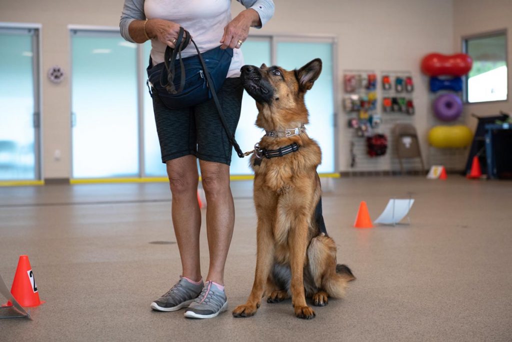 The humane society will ask all animal lovers and local philanthropists to help raise funds to support The Pawsitive Manners Club on Giving Tuesday (December 2). Photo courtesy of the Humane Society of the Treasure Coast
