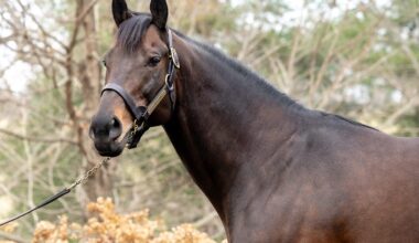Domino Vitali Wins First Out At Tampa