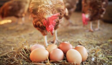 Florida man accused of opening fire after argument over chickens laying eggs