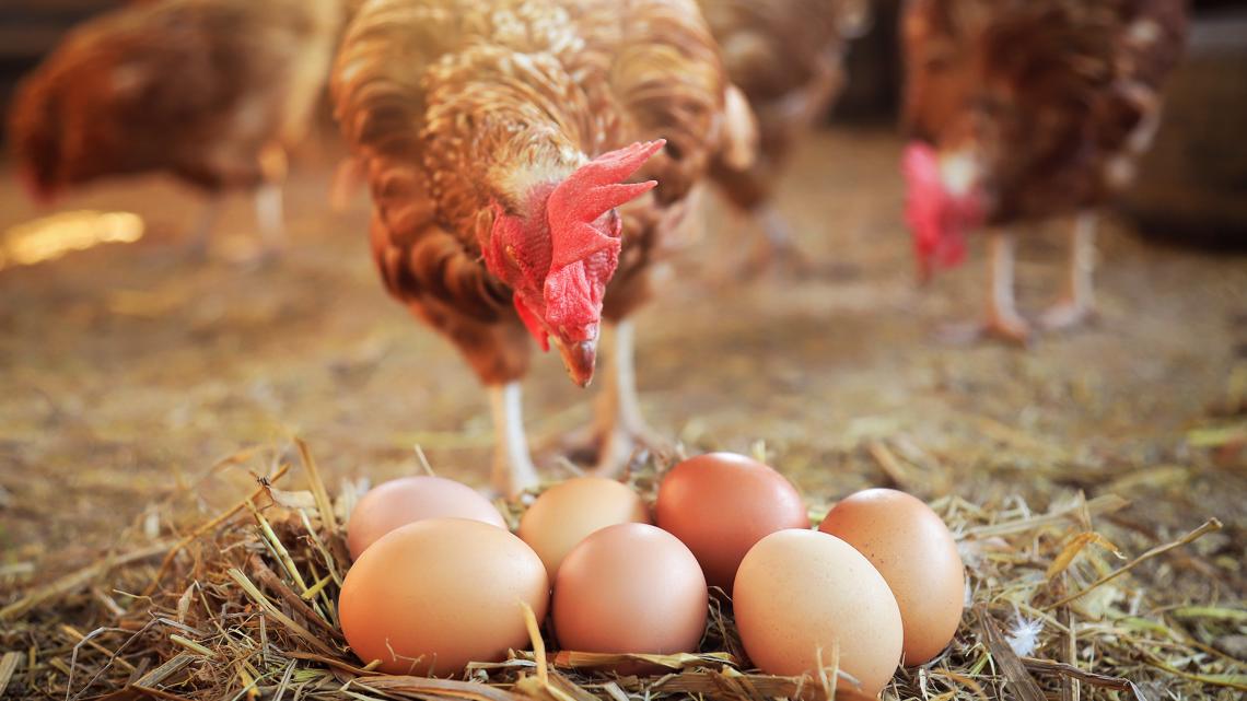 Florida man accused of opening fire after argument over chickens laying eggs