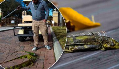 A cold front is bringing chilly temperatures to South Florida. Will frozen iguanas fall out of trees?