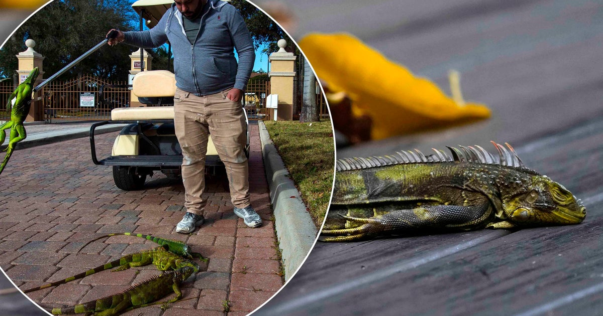 A cold front is bringing chilly temperatures to South Florida. Will frozen iguanas fall out of trees?