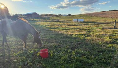 Florida warns horse owners after rodeo horses in Texas, Oklahoma test positive for dangerous EHV-1