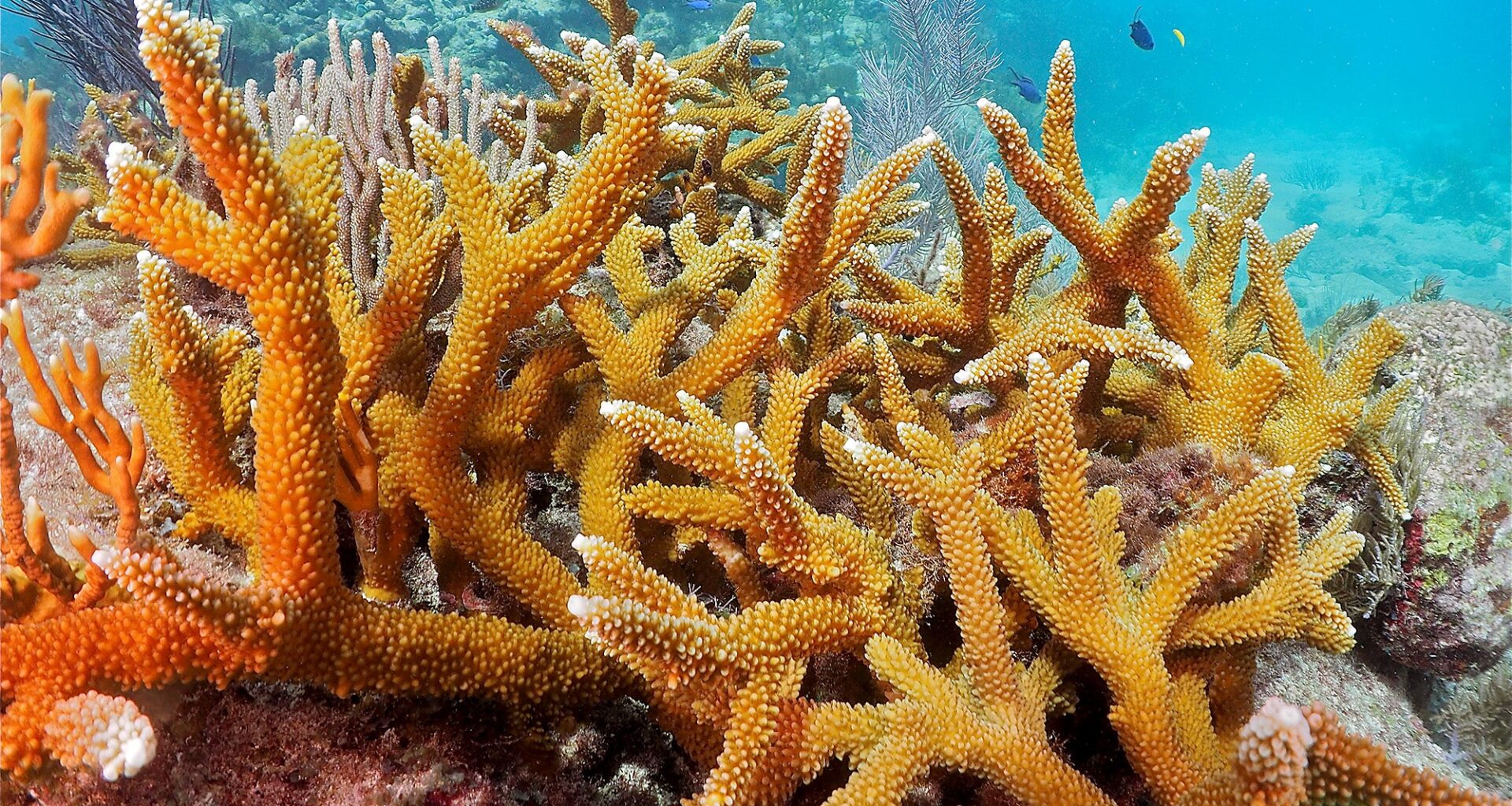 Orange coral, looking like a tree branch, growing in blue water with fish swimming nearby.