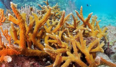 Orange coral, looking like a tree branch, growing in blue water with fish swimming nearby.